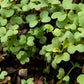 Mustard  Seed (lb) Grow Organic