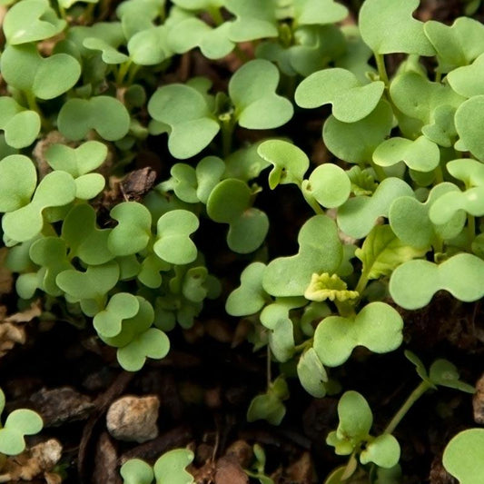 Mustard  Seed (lb) Grow Organic