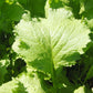 Mustard Southern Giant Curled Greens Seeds (Organic) Mustard Southern Giant Curled Greens Seeds (Organic) Vegetable Seeds
