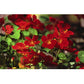 Renee's Garden Nasturtium Mounding Copper Sunset (Heirloom) Renee's Garden Nasturtium Mounding Copper Sunset (Heirloom) Flower Seed & Bulbs