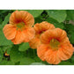 Renee's Garden Hummingbird Nasturtium Creamsicle (Heirloom) Renee's Garden Hummingbird Nasturtium Creamsicle (Heirloom) Flower Seed & Bulbs