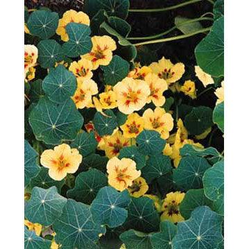 renee's garden nasturtium seeds Nasturtium Vanilla Berry