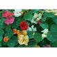 Renee's Garden Nasturtium Rainbow Whirlybird Mix Renee's Garden Nasturtium Rainbow Whirlybird Mix Flower Seed & Bulbs