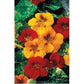 Renee's Garden Nasturtium Alaska Mix (Heirloom) Renee's Garden Nasturtium Alaska Mix (Heirloom) Flower Seed & Bulbs