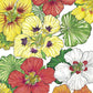Nasturtium, Dwarf Jewel Mix (lb) - Grow Organic
