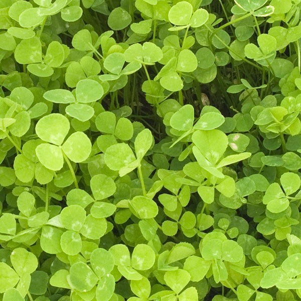 new-zealand-white-clover-