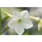 Renee's Garden Nicotiana Scented Jasmine Alata (Heirloom) Renee's Garden Nicotiana Scented Jasmine Alata (Heirloom) Flower Seed & Bulbs