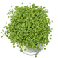 Nitro Persian Clover - Nitrocoated Seed (lb) Grow Organic