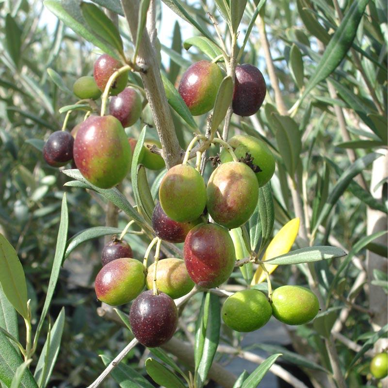 Potted Noccellara Del Belice Olive Tree - Grow Organic Potted Noccellara Del Belice Olive Tree Fruit and Nut Tree
