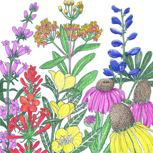 north carolina native wildflower seed mix North American Perennial Native Wildflower Mix (1/4 lb)