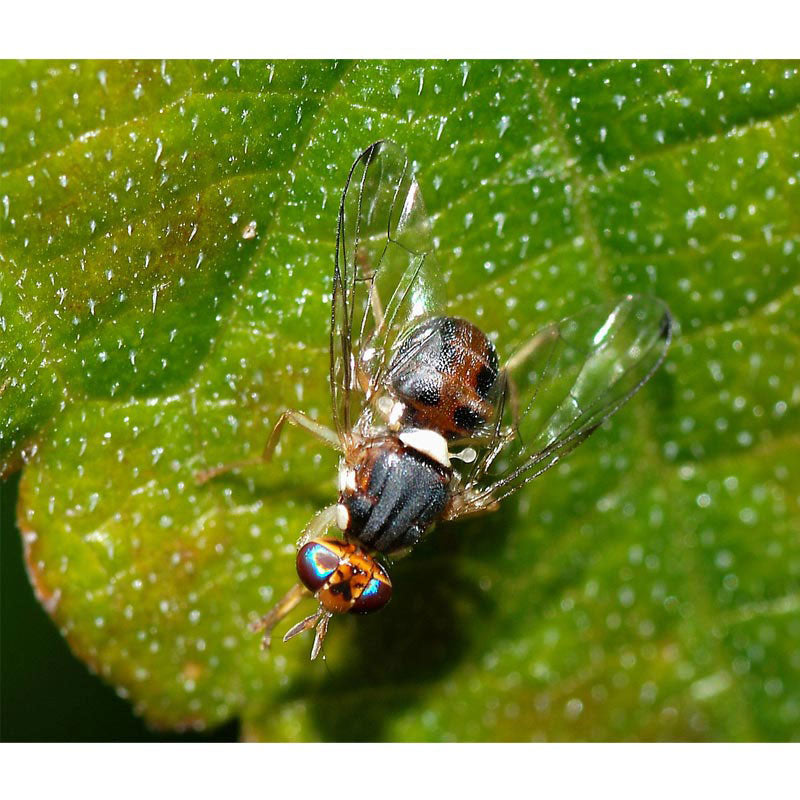 Olive Fruit Fly Lure 2-Pak – Grow Organic