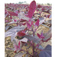 Red Orach Seeds (Organic) - Grow Organic Red Orach Seeds (Organic) Vegetable Seeds