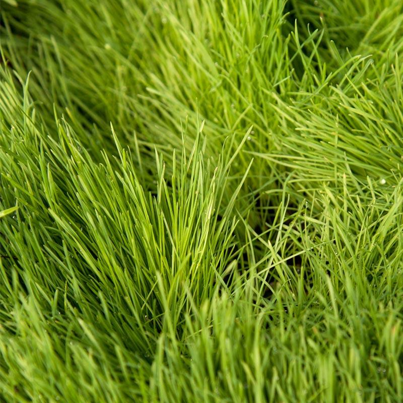 Orchardgrass, Dryland - Grow Organic Orchardgrass, Dryland (lb) Cover Crop