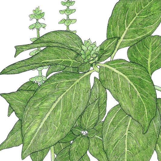 Organic Basil, Lime (1/4 lb) - Grow Organic Organic Basil, Lime (1/4 lb) Herb Seeds