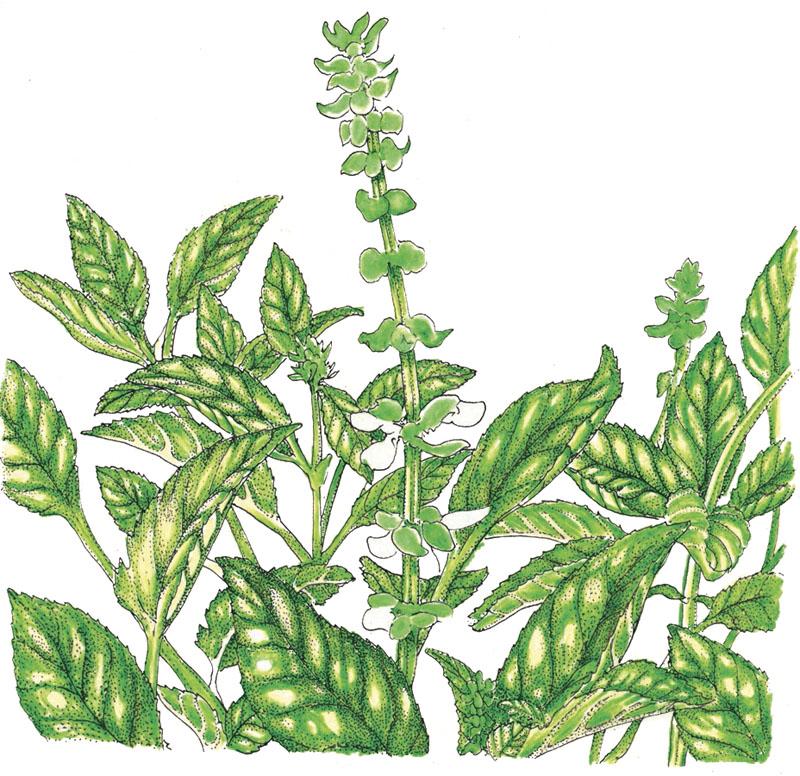 Organic Basil, Sweet (1/4 lb) - Grow Organic Organic Basil, Sweet (1/4 lb) Herb Seeds