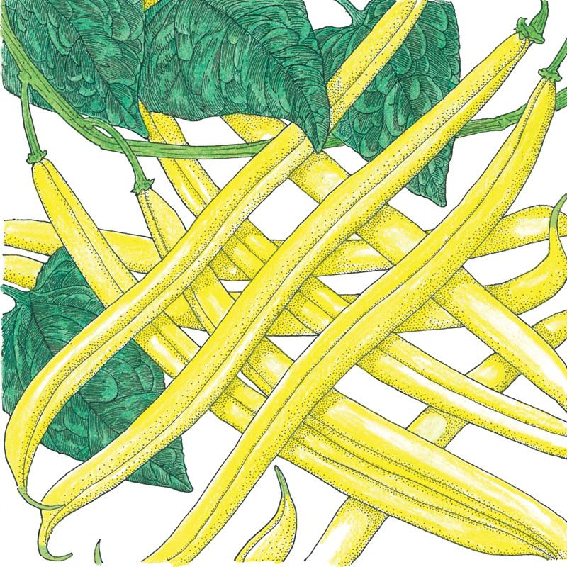 Organic Bean, Bush Gold Rush Yellow Wax (1/2 lb) Organic Bean, Bush Gold Rush Yellow Wax (1/2 lb) Vegetable Seeds