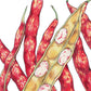 Organic Bean, Bush Rosso di Lucca (1/2 lb) Peaceful Valley