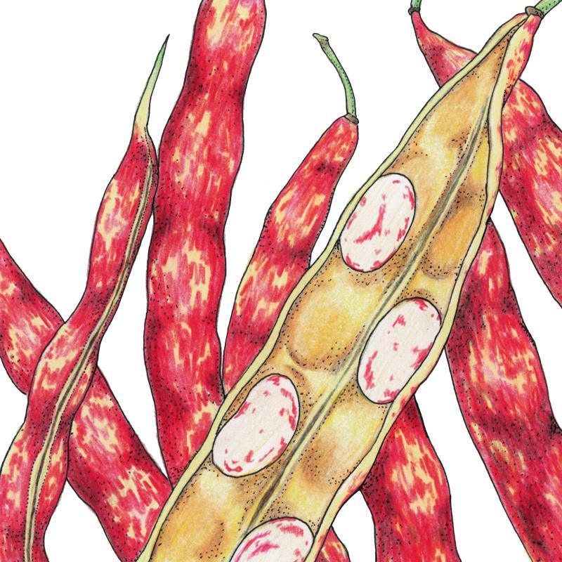 Organic Bean, Bush Rosso di Lucca (1/2 lb) Peaceful Valley