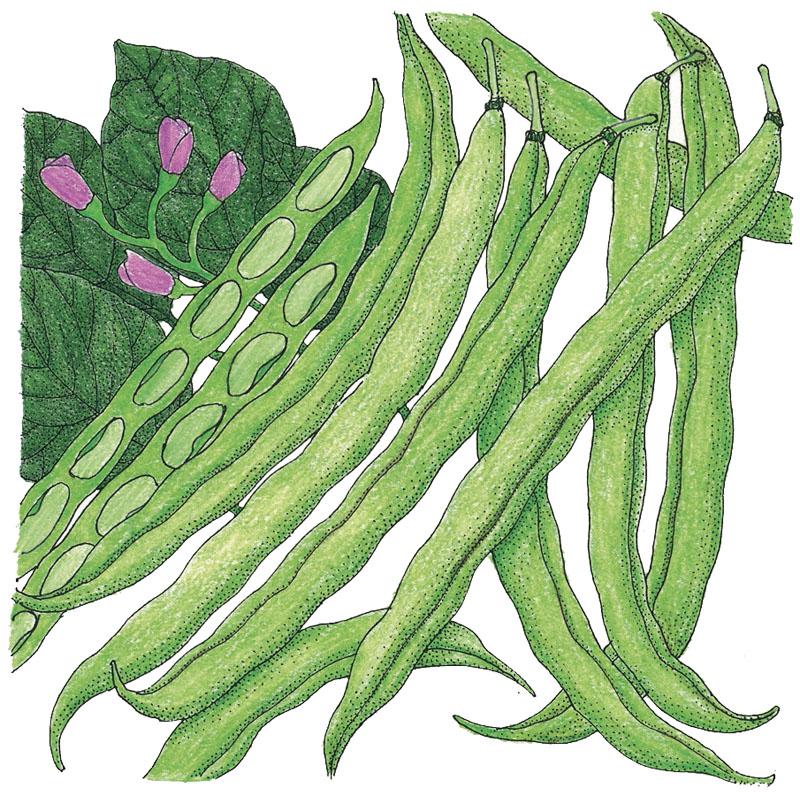 Organic Bean, Bush Tendergreen (1/2 lb) - Grow Organic Organic Bean, Bush Tendergreen (1/2 lb) Vegetable Seeds