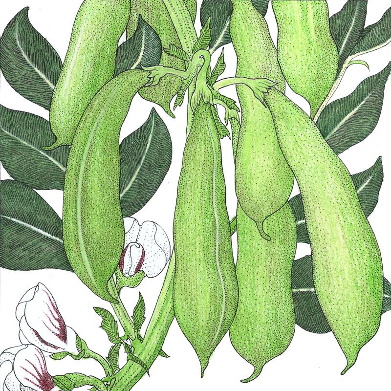 Organic Bean, Fava Broad Windsor (1/2 lb) - Grow Organic Organic Bean, Fava Broad Windsor (1/2 lb) Vegetable Seeds