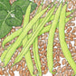Organic Bean, Pinto (1/2 lb) - Grow Organic Organic Bean, Pinto (1/2 lb) Vegetable Seeds