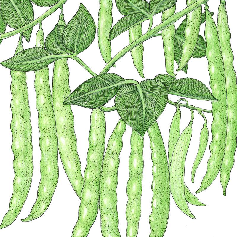 Organic Bean, Pole Italian Snap (1/2 lb) - Grow Organic Organic Bean, Pole Italian Snap (1/2 lb) Vegetable Seeds