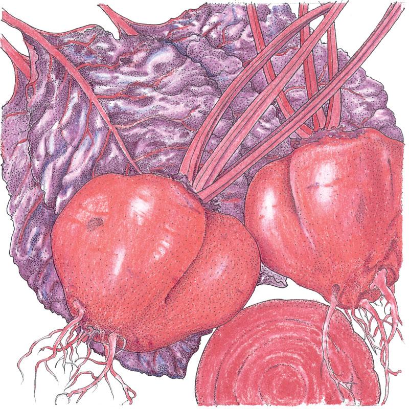 Organic Beet, Bull's Blood (1/4 lb) - Grow Organic Organic Beet, Bull's Blood (1/4 lb) Vegetable Seeds