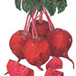 Organic Beet, Detroit Dark Red (1/4 lb) - Grow Organic Organic Beet, Detroit Dark Red (1/4 lb) Vegetable Seeds