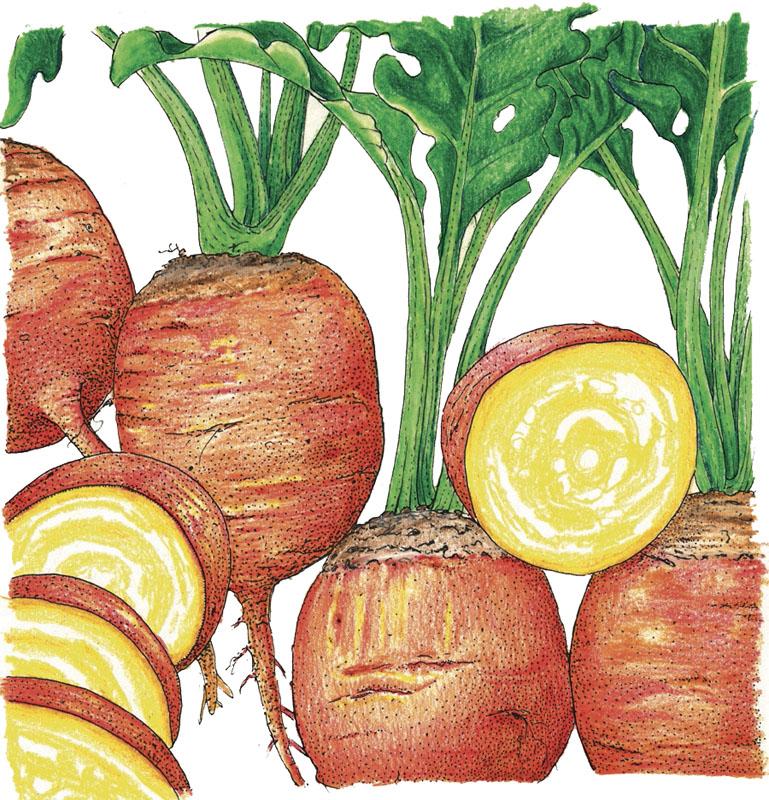 Organic Beet, Golden Detroit (1 oz) - Grow Organic Organic Beet, Golden Detroit (1 oz) Vegetable Seeds