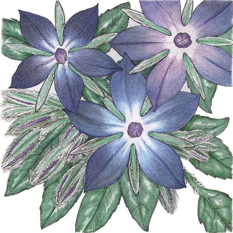 Organic Borage (1/4 lb) - Grow Organic Organic Borage (1/4 lb) Herb Seeds