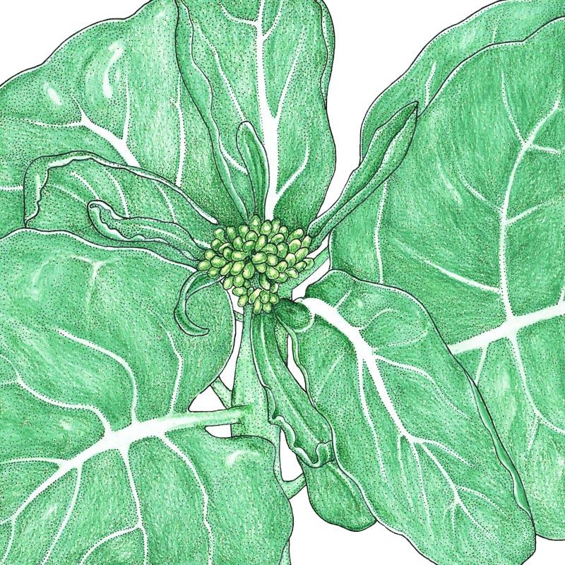 Organic Broccoli, Chinese, Te You (1 oz) - Grow Organic Organic Broccoli, Chinese, Te You (1 oz) Vegetable Seeds