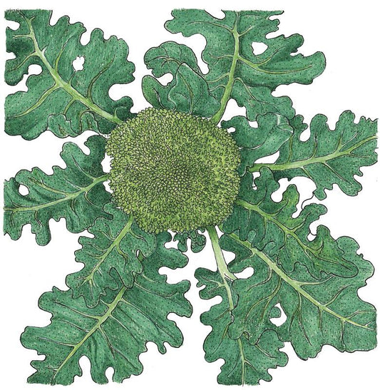 Organic Broccoli, Di Cicco (1/4 lb) - Grow Organic Organic Broccoli, Di Cicco (1/4 lb) Vegetable Seeds