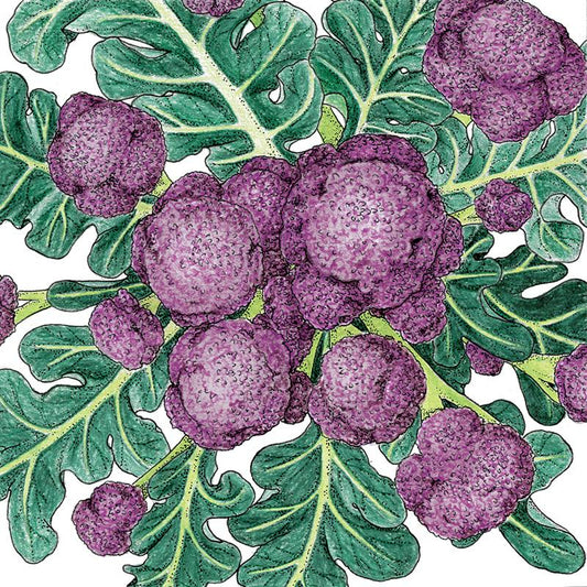 Organic Broccoli, Purple Sprouting 1/4 Lb – Grow Organic Organic Broccoli, Purple Sprouting 1/4 Lb Vegetable Seeds