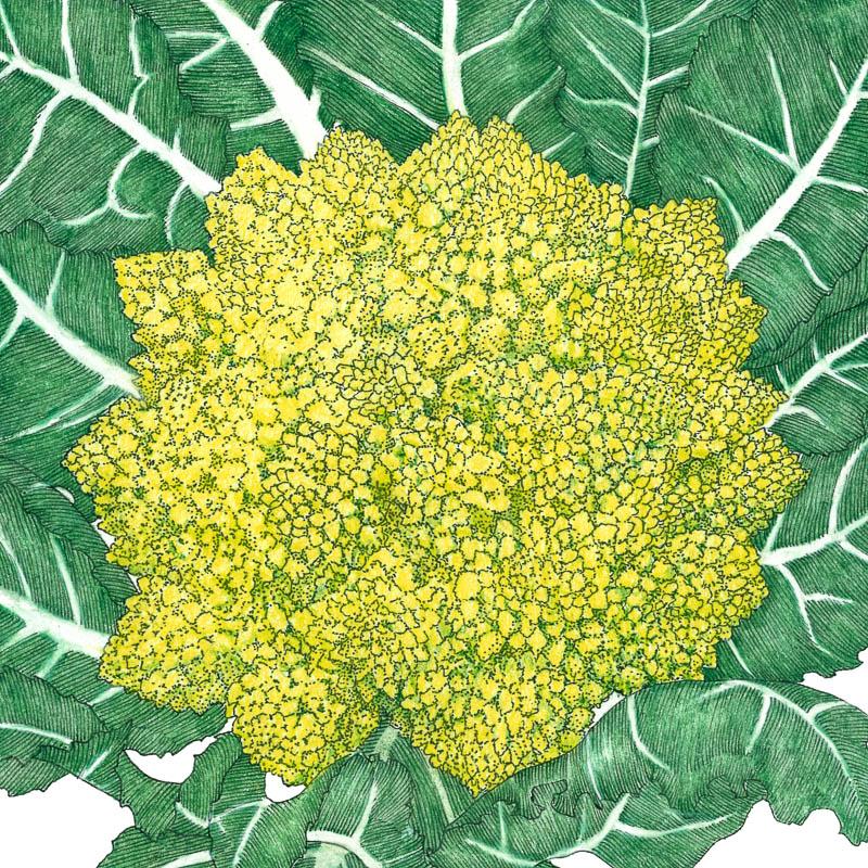 Organic Broccoli, Romanesco (1/4 lb) - Grow Organic Organic Broccoli, Romanesco (1/4 lb) Vegetable Seeds