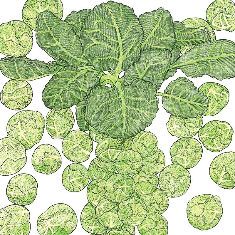 Organic Brussels Sprouts, Danmark 21 (1 oz) - Grow Organic Organic Brussels Sprouts, Danmark 21 (1 oz) Vegetable Seeds