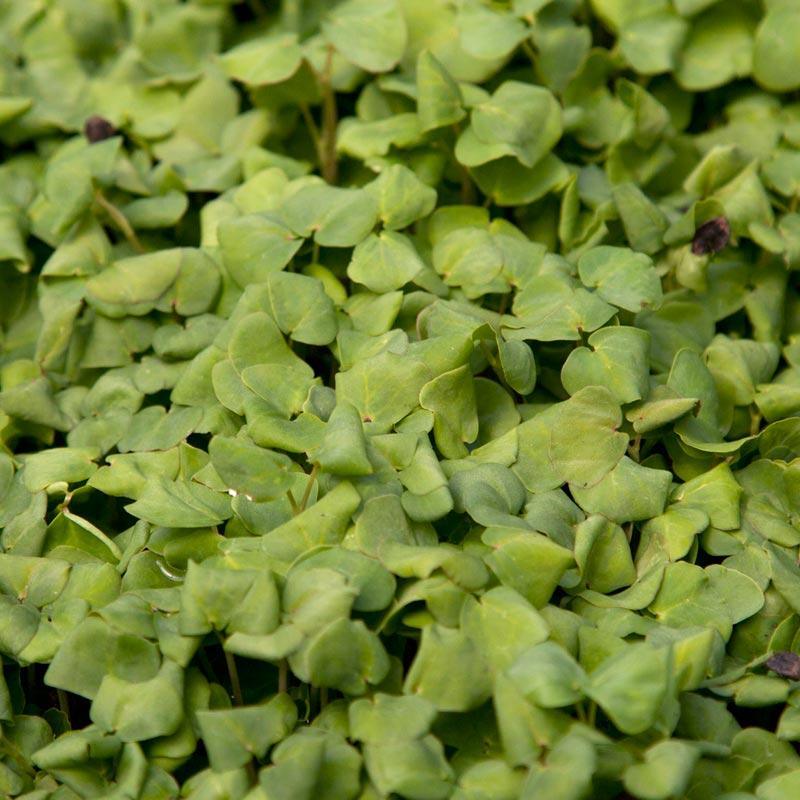 Organic Buckwheat Seed - Grow Organic Organic Buckwheat Seed (lb) Cover Crop