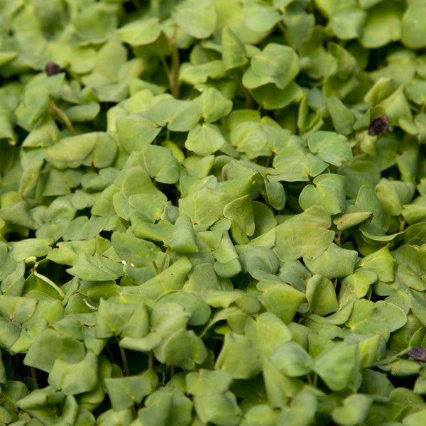 buckwheat plant seed Organic Buckwheat Seed (lb) – Warm Weather Cover Crop – Grow Organic