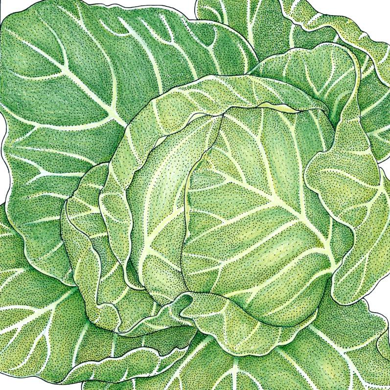 Organic Cabbage, Golden Acre (1/4 lb) - Grow Organic Organic Cabbage, Golden Acre (1/4 lb) Vegetable Seeds