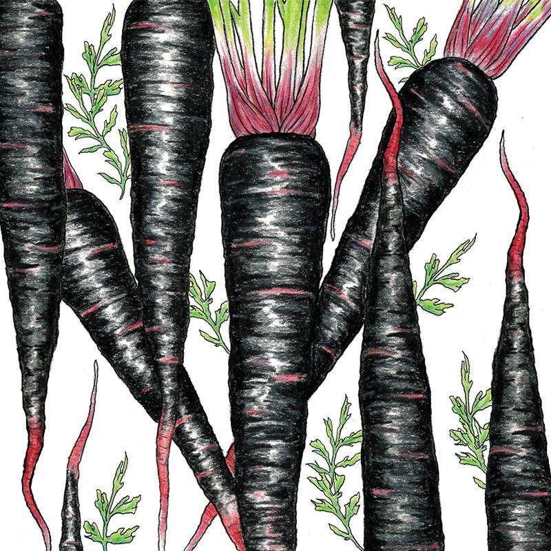 Organic Carrot, Black Nebula 1 oz - Grow Organic Organic Carrot, Black Nebula 1 oz Vegetable Seeds