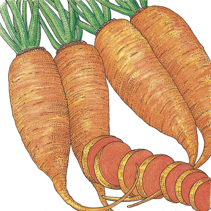 Organic Carrot, Chantenay (1/4 lb) - Grow Organic Organic Carrot, Chantenay (1/4 lb) Vegetable Seeds
