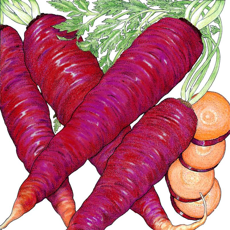 Organic Carrot, Cosmic Purple (1 oz) - Grow Organic Organic Carrot, Cosmic Purple (1 oz) Vegetable Seeds