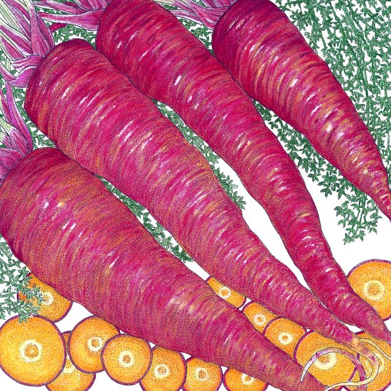 Organic Carrot, Dragon (1 oz) - Grow Organic Organic Carrot, Dragon (1 oz) Vegetable Seeds