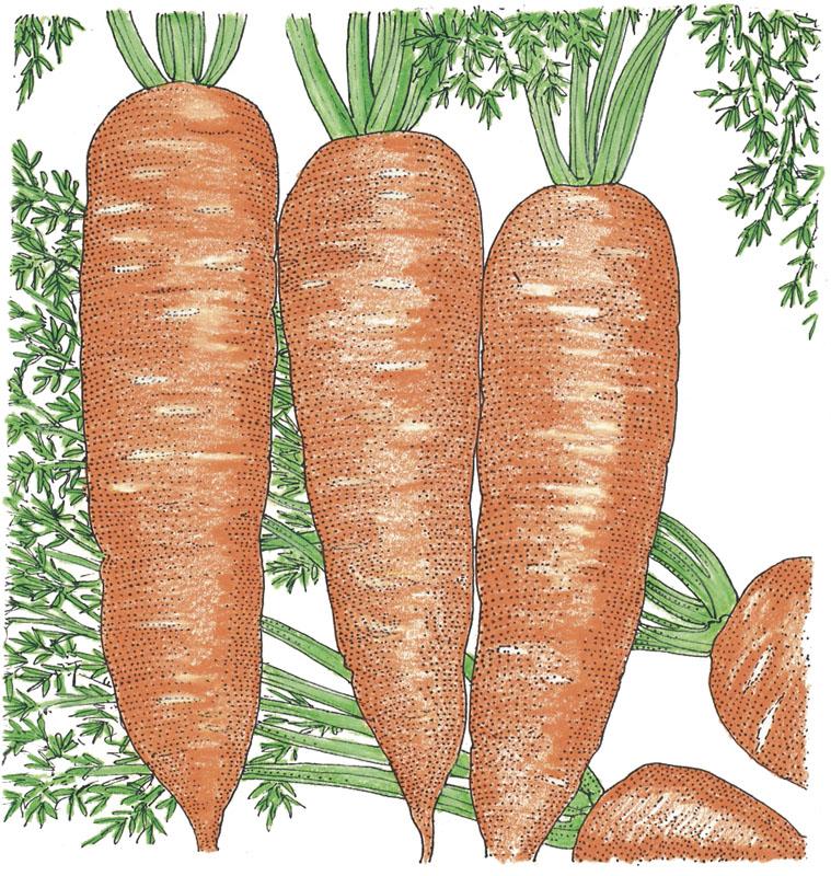 Organic Carrot, Kuroda (1 oz) - Grow Organic Organic Carrot, Kuroda (1 oz) Vegetable Seeds