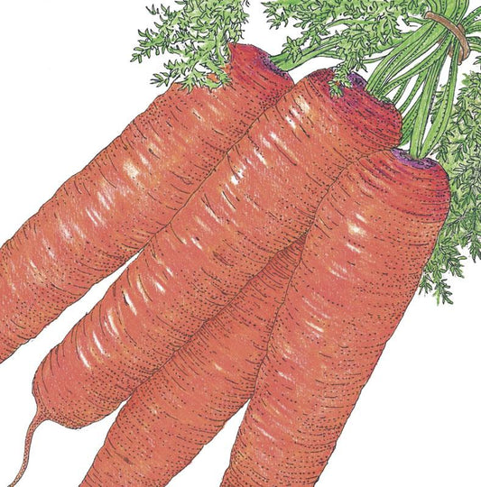 Organic Carrot, Scarlet Nantes (1/4 lb) - Grow Organic Organic Carrot, Scarlet Nantes (1/4 lb) Vegetable Seeds