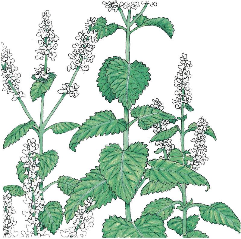 Organic Catnip (1 oz) - Grow Organic Organic Catnip (1 oz) Herb Seeds