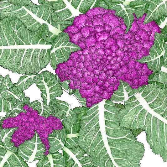 Organic Cauliflower, Purple (1 oz) - Grow Organic Organic Cauliflower, Purple (1 oz) Vegetable Seeds