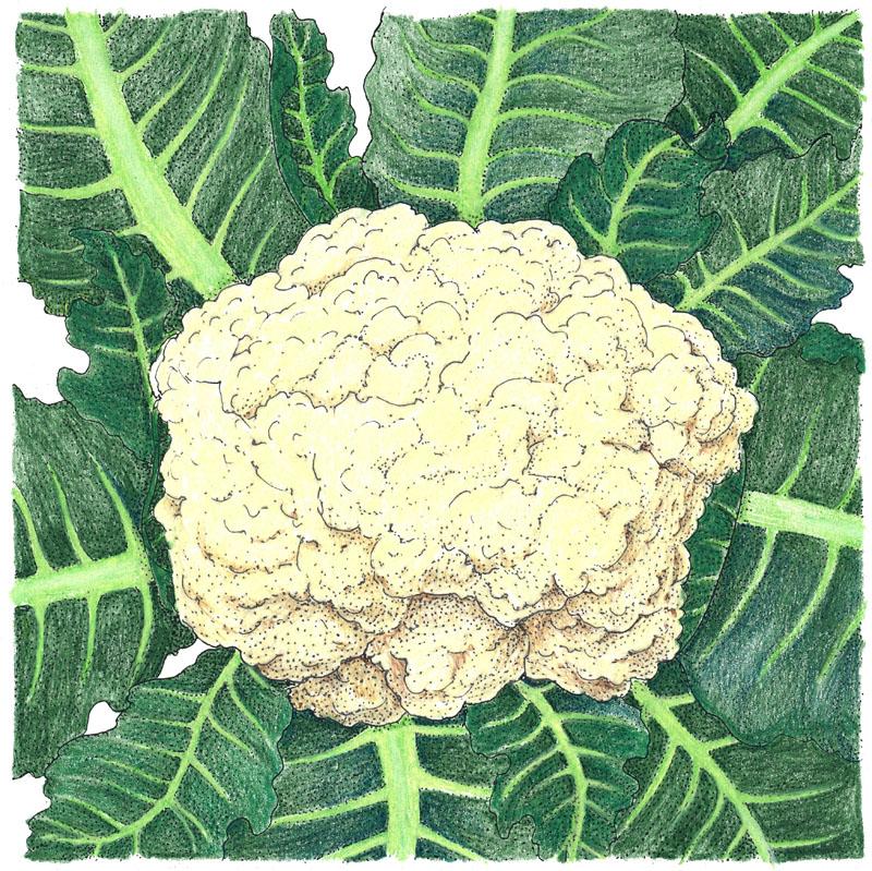 Organic Cauliflower, Snowball (1/4 lb) - Grow Organic Organic Cauliflower, Snowball (1/4 lb) Vegetable Seeds