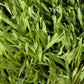 Organic Cayuse Oats Seed (lb) Grow Organic