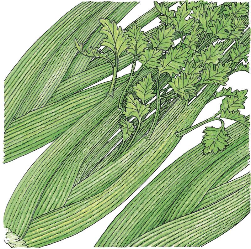 Organic Celery, Tall Utah (1/4 lb) - Grow Organic Organic Celery, Tall Utah (1/4 lb) Vegetable Seeds