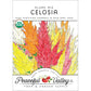 Organic Celosia, Plume Mix (pack) - Grow Organic Organic Celosia, Plume Mix (pack) Flower Seed & Bulbs
